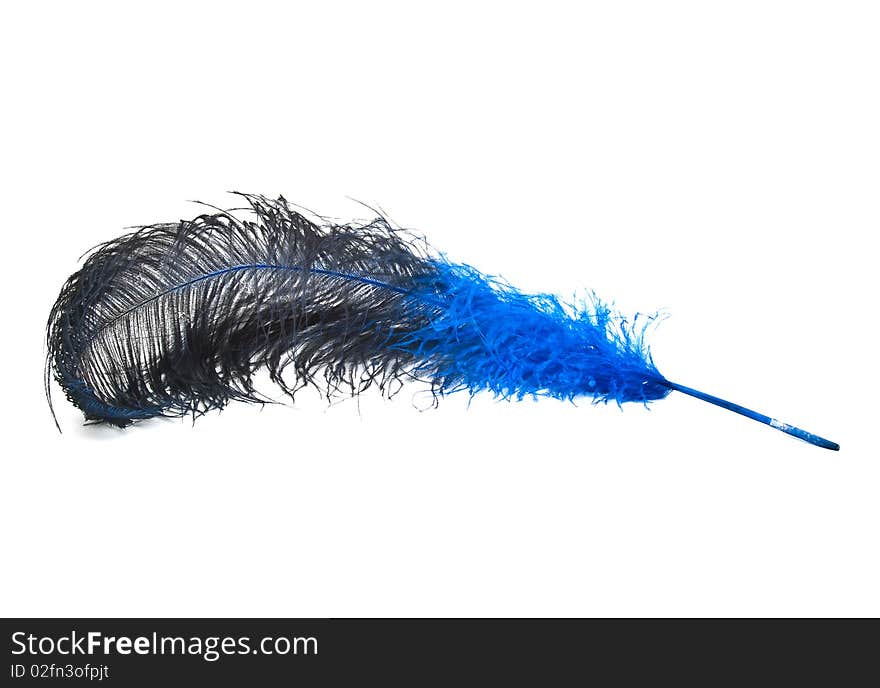 Bright blue ostrich's feather on a white background