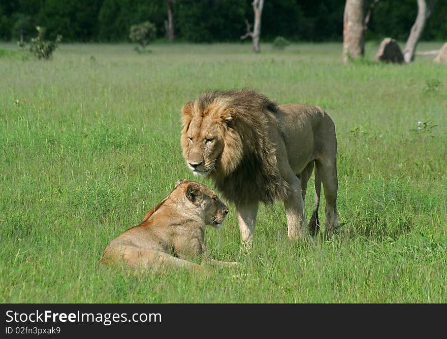 Lion male greeting female during mating session