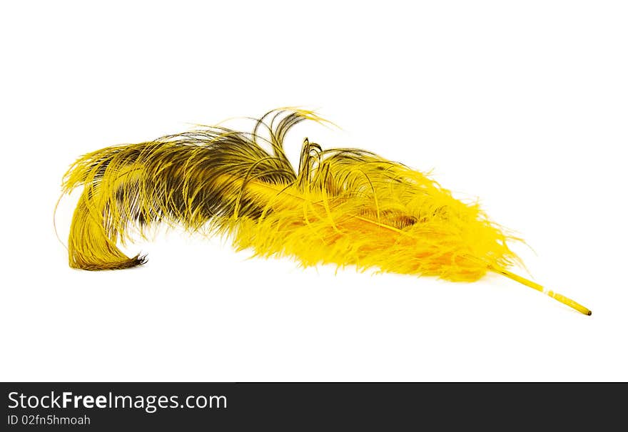 Bright yellow ostrich's feather on a white background