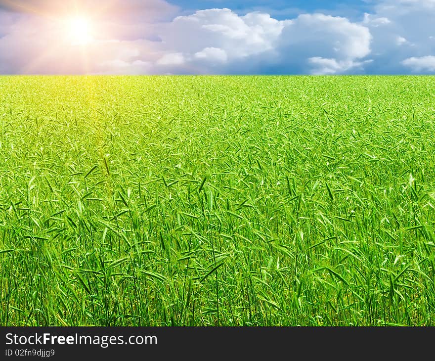 Wheaten field to horizon in beams of the summer sun. Wheaten field to horizon in beams of the summer sun