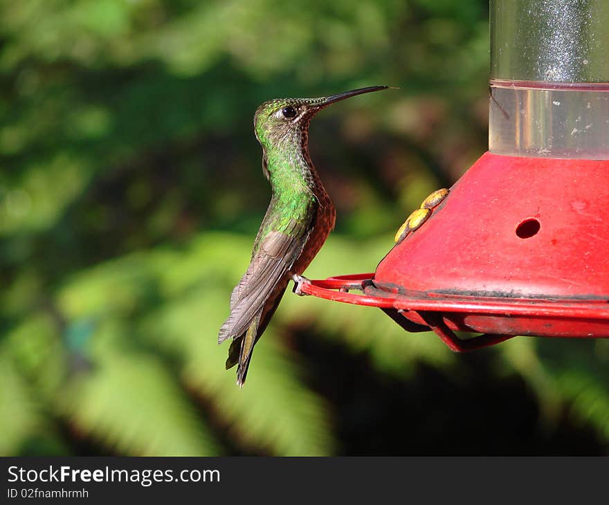 Colibri in Amazonia in Peru