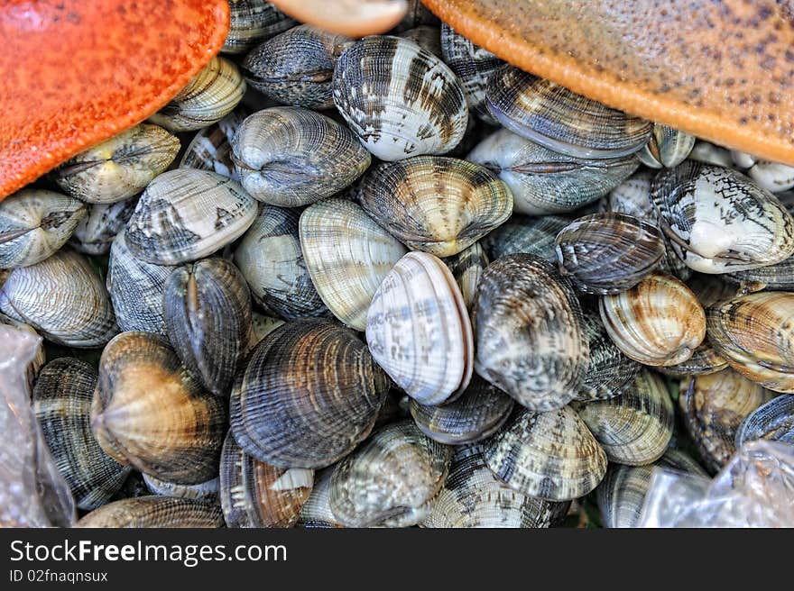 Shot of a beach shell background. Shot of a beach shell background