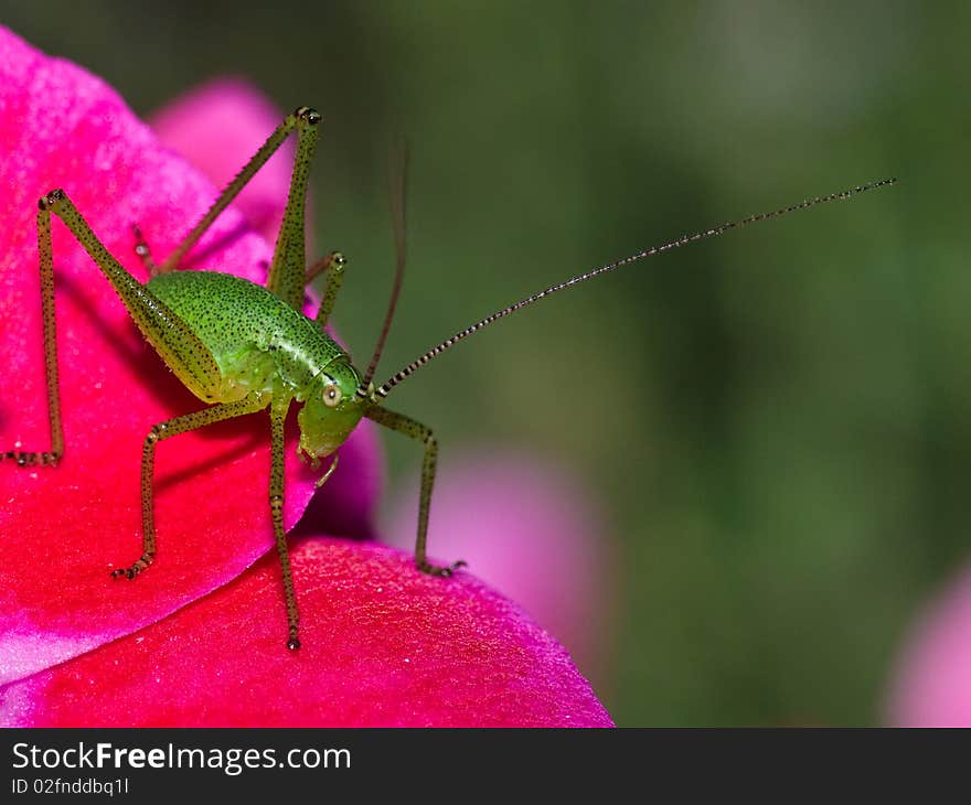 A lovely little grasshopper striking a pose. A lovely little grasshopper striking a pose.