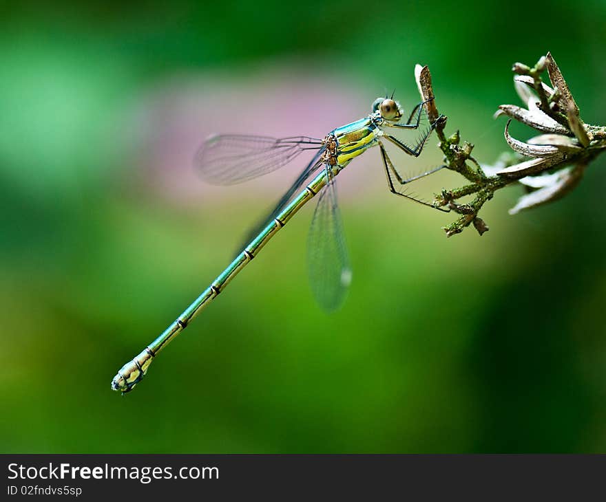 A dragonfly in the right spot. A dragonfly in the right spot.