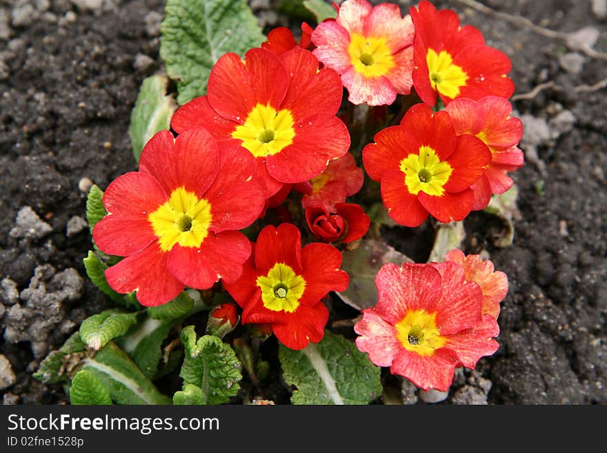 Some red primulas growing and blooming in spring