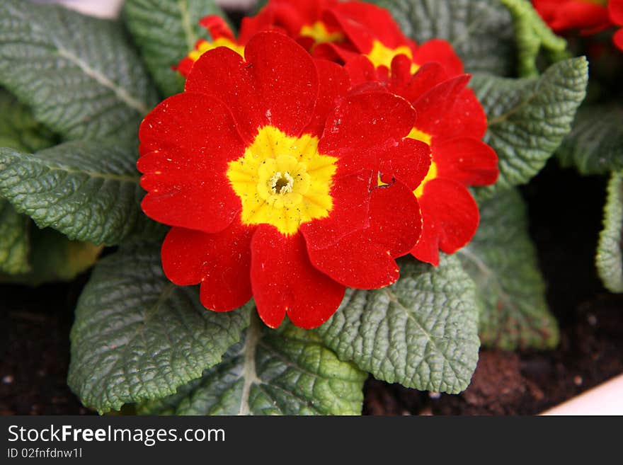 Red primulas in a pot