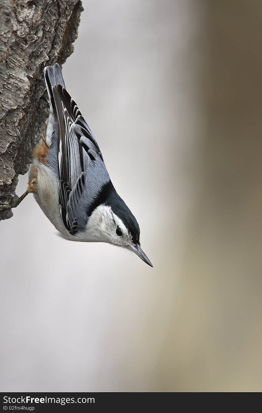 White-breasted Nuthatch (Sitta carolinenss carolinensis), male on a tree.