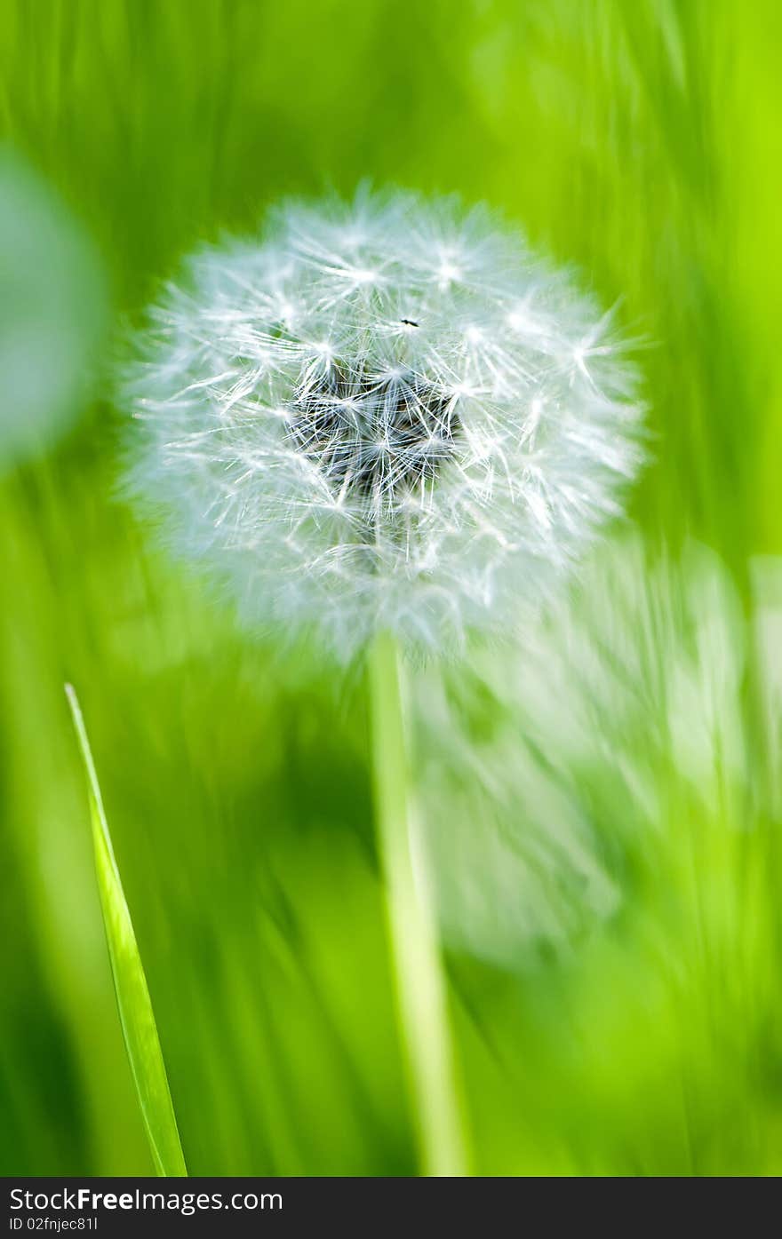 Dandelion close-up, summer day macro