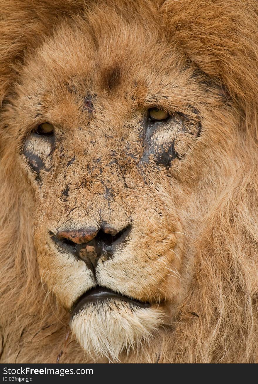 Close up to a male lion. Close up to a male lion.