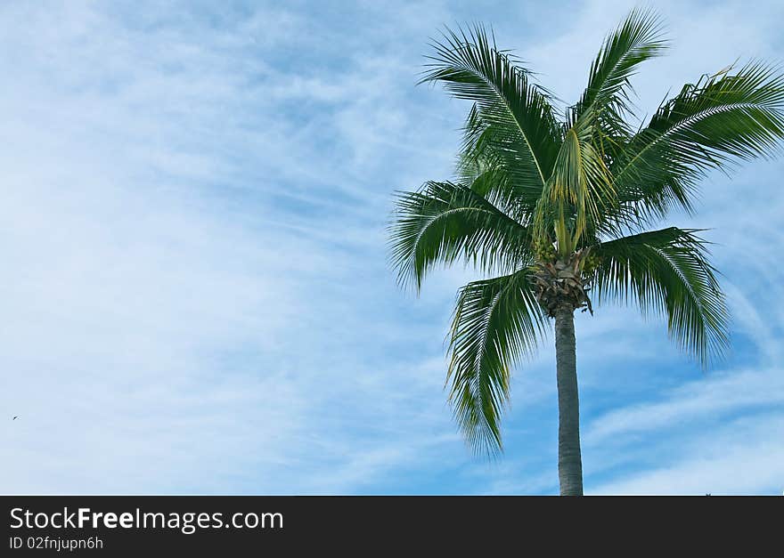 Crisp blue sky supporting coconut tree