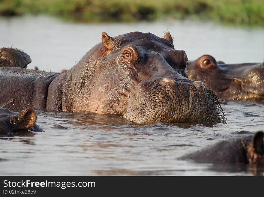 Hippopotamuses, Chobe River, Caprivi Strip, Chobe National Park, Botswana, Africa. Hippopotamuses, Chobe River, Caprivi Strip, Chobe National Park, Botswana, Africa