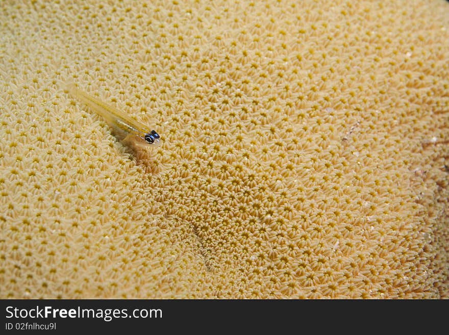 Peppermint Goby (Coryphopterus Lipernes)