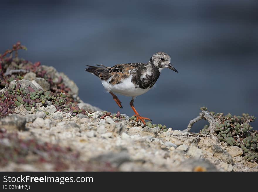 Ruddy Turnstone (Arenaria interpres morinella), male in molt to winter plumage.