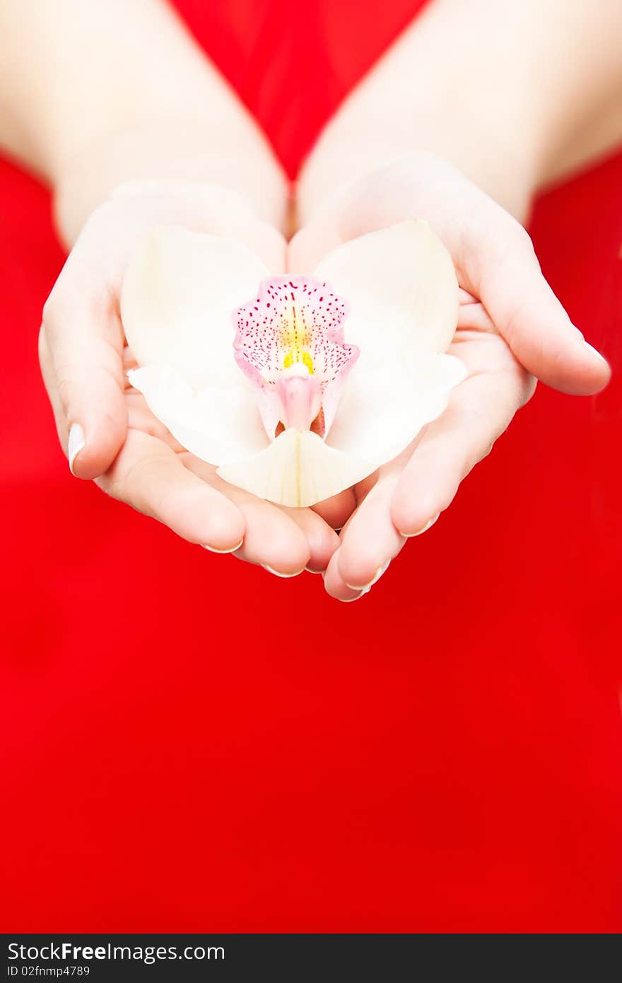 Hands holding an orchid