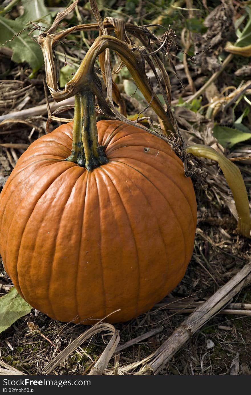 Pumpkin patch, close-up shot of pumpkin. Pumpkin patch, close-up shot of pumpkin.