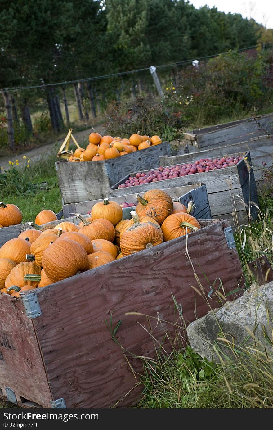 Pumpkins and Apples in Orchard