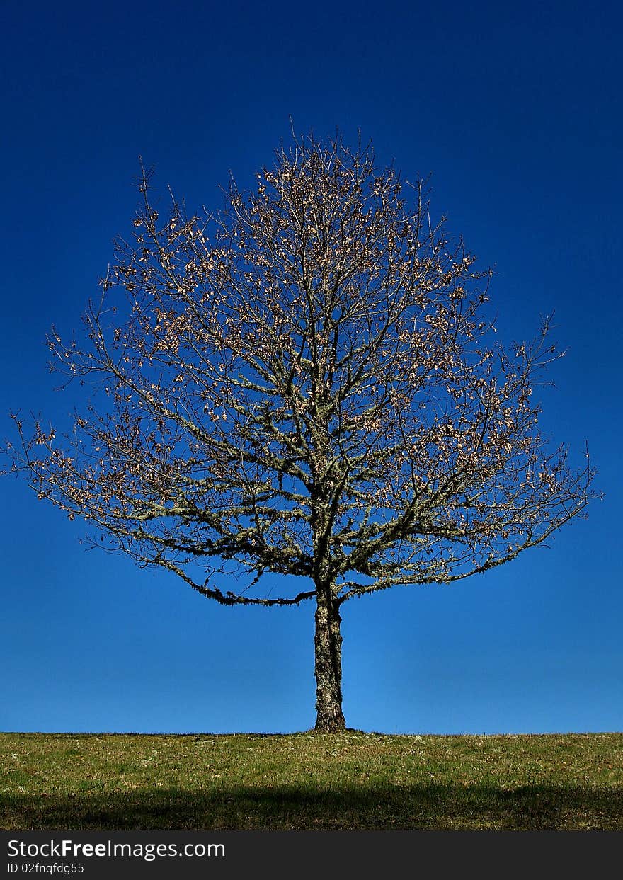 A tree standing on its own in the grounds of Chateaux de Sedieres, Correze France. A tree standing on its own in the grounds of Chateaux de Sedieres, Correze France