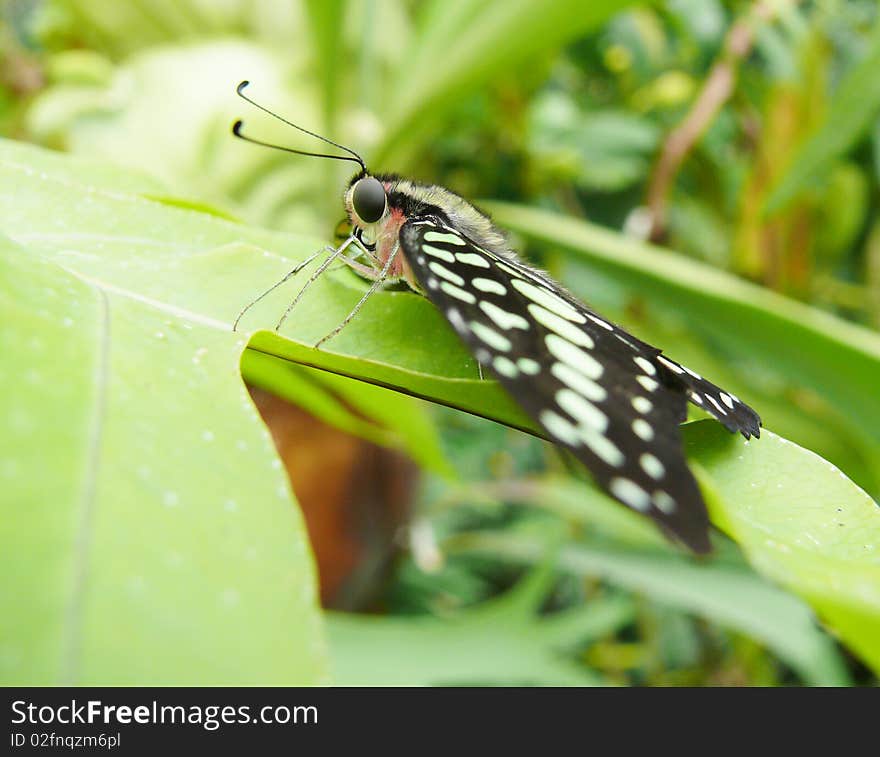 Butterfly on green leaf in FataMorgana in Prag