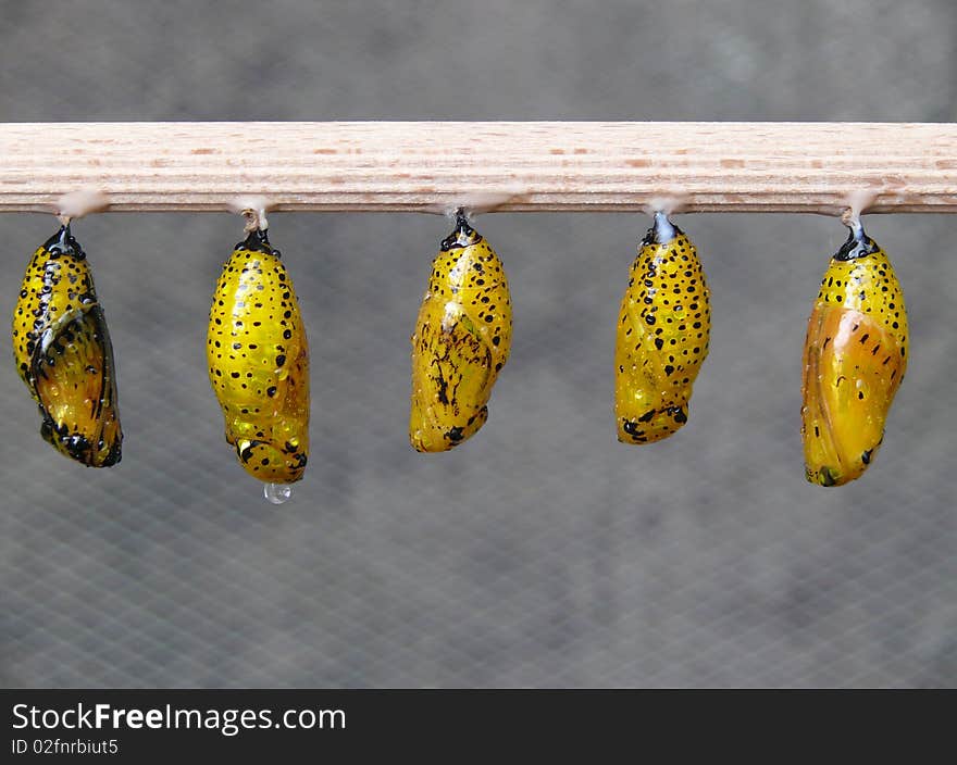 Five chrysalises