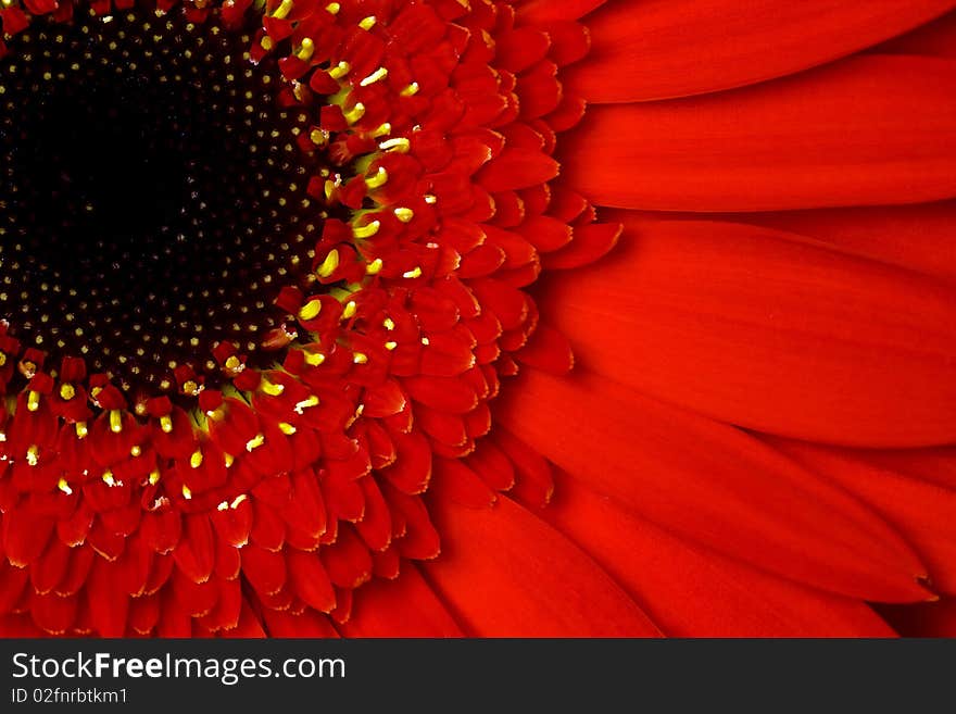 Red gerbera