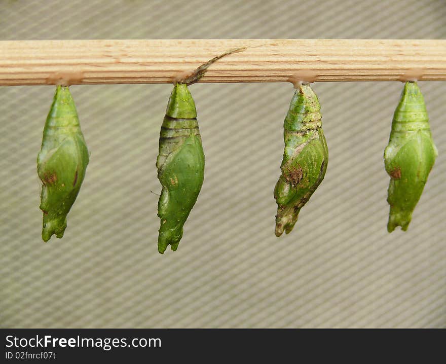 Four chrysalises