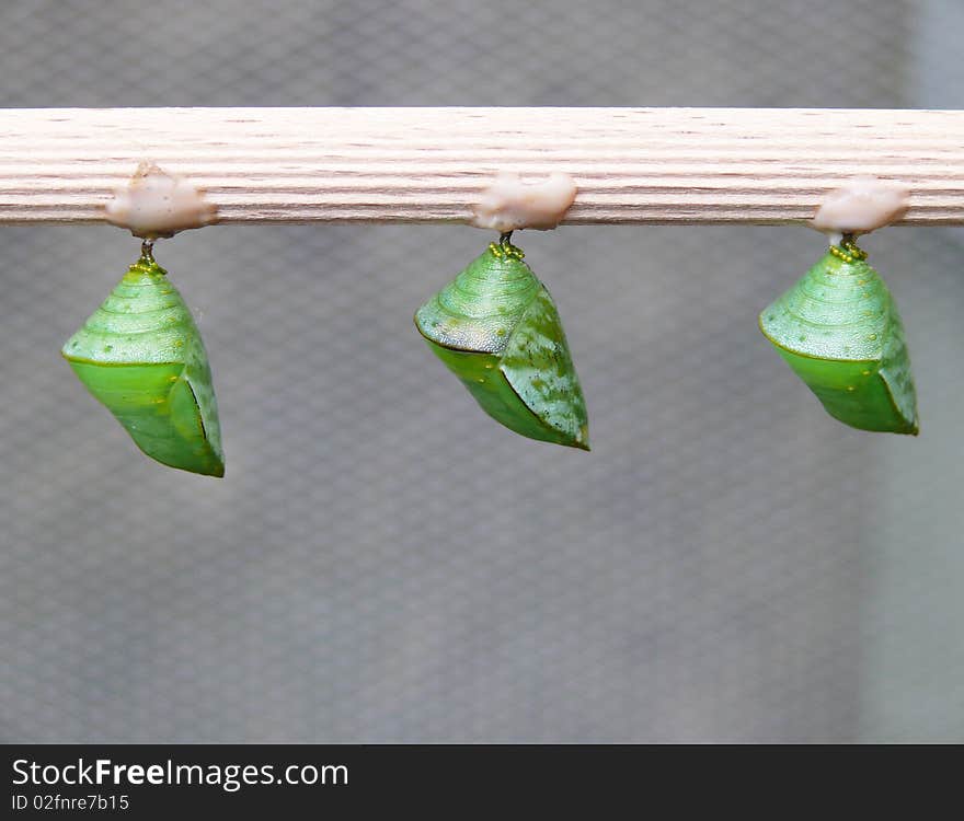 Three Chrysalises