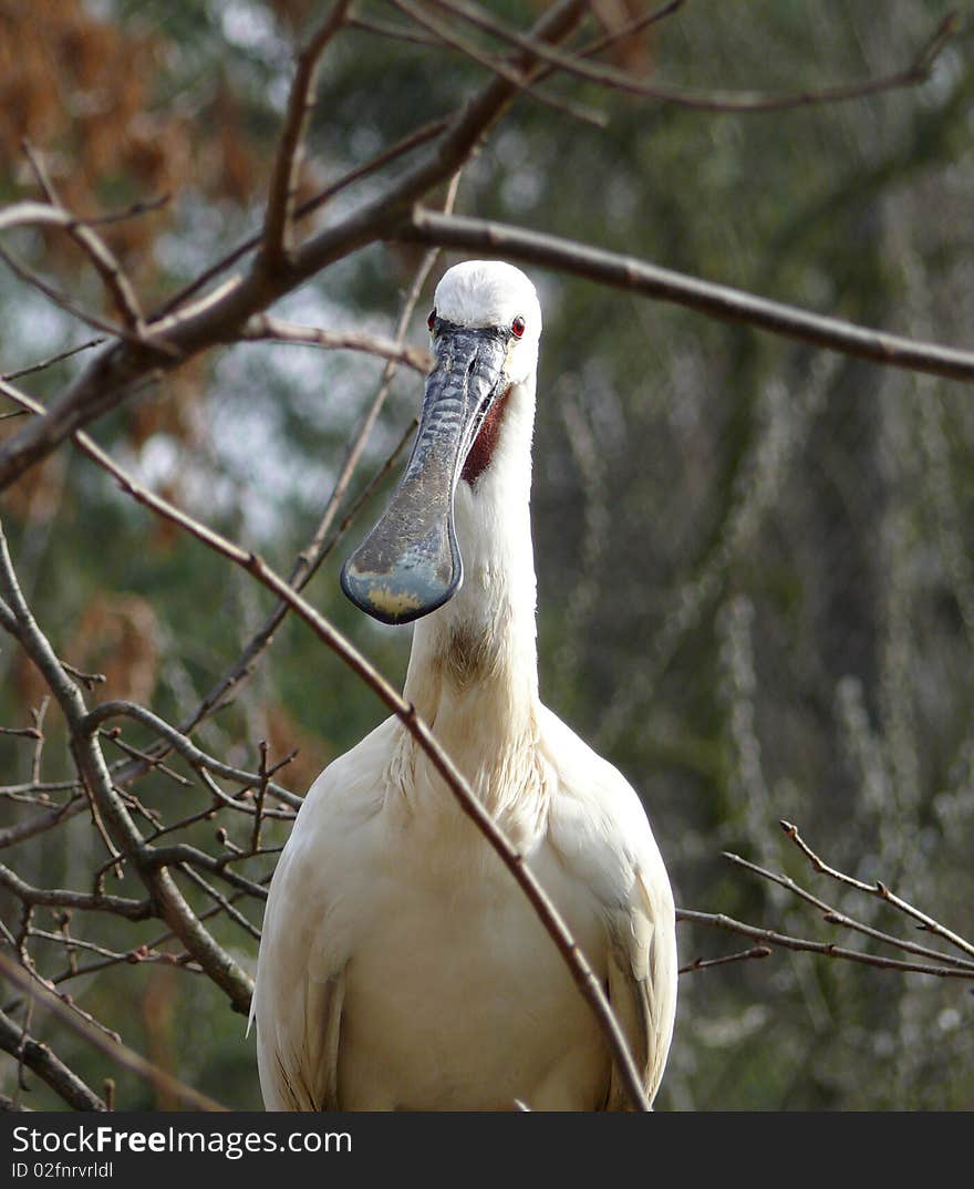 Spoonbill