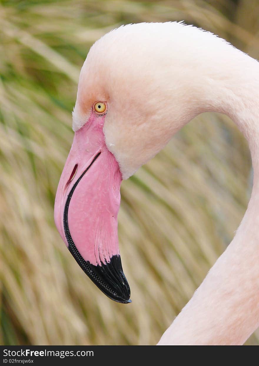 Flamingo - portrait of a pink flamingo