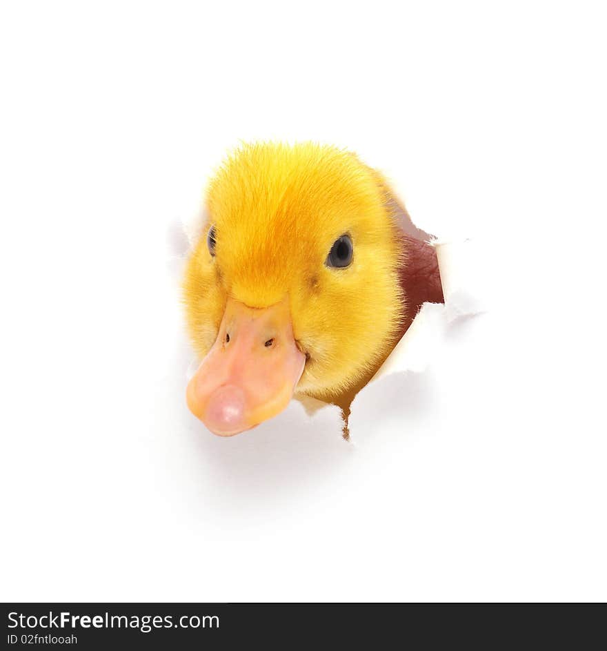 The duckling who looks out in an aperture in a paper