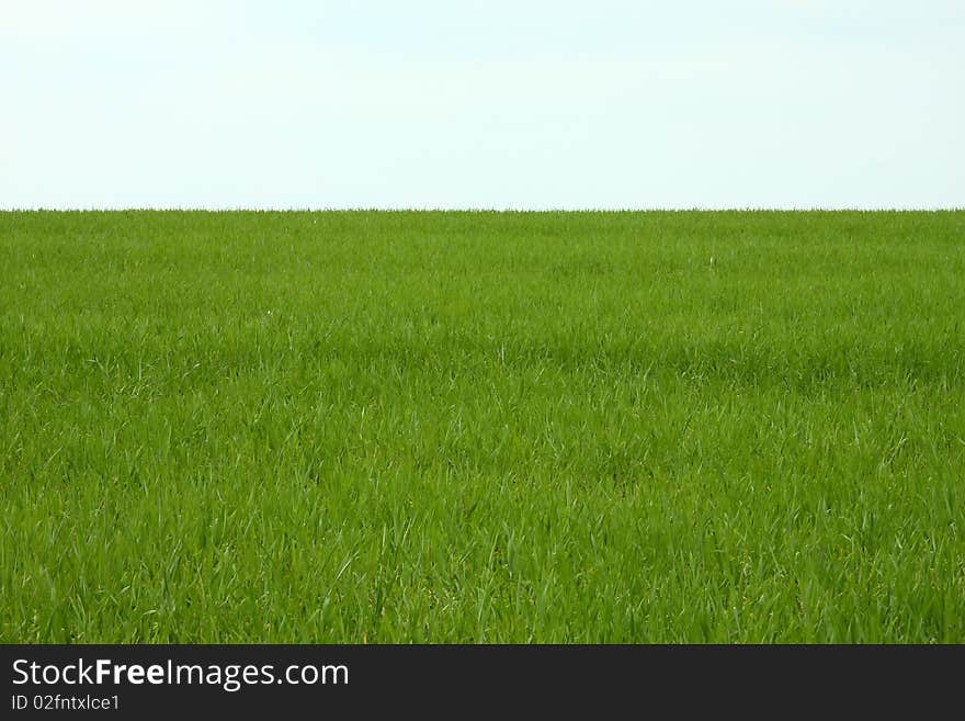 A green wheat field is a cloudy day. A green wheat field is a cloudy day