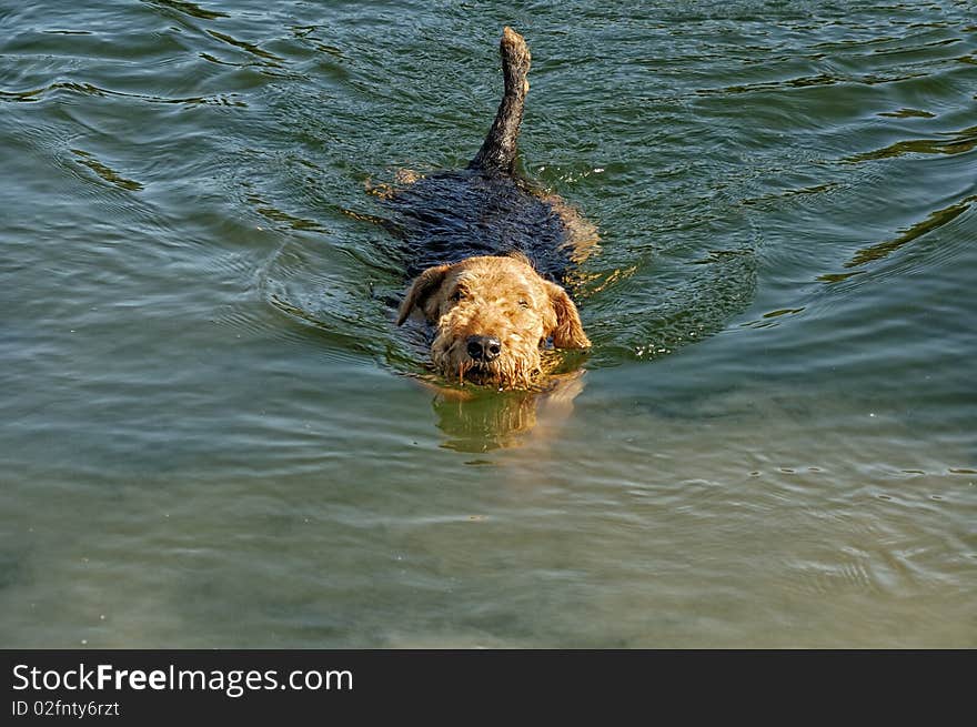 Swimming dog