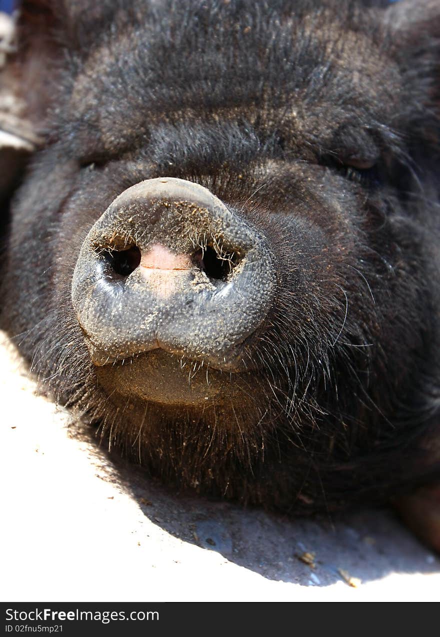 Close up of vietnamese pig snout