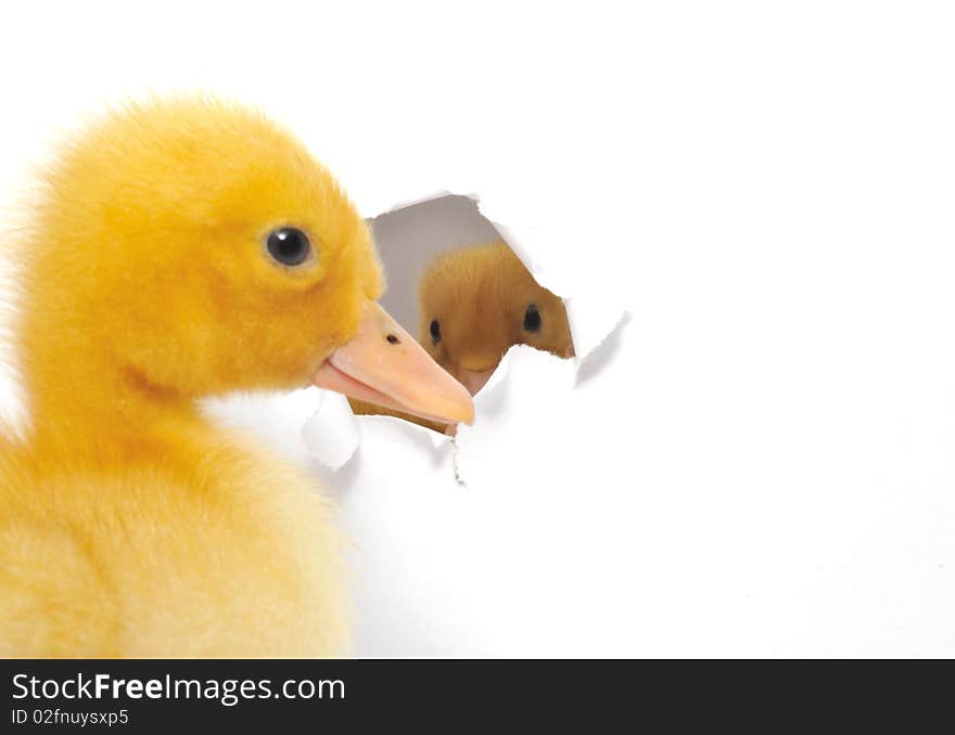 The duckling who looks out in an aperture in a paper