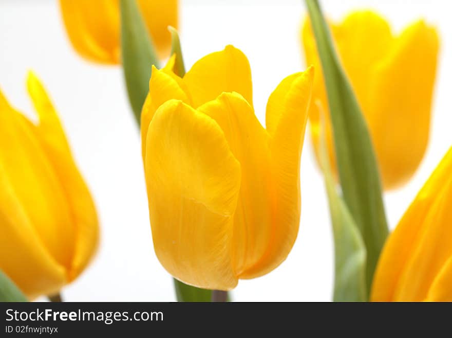 Yellow tulips is isolated on white background