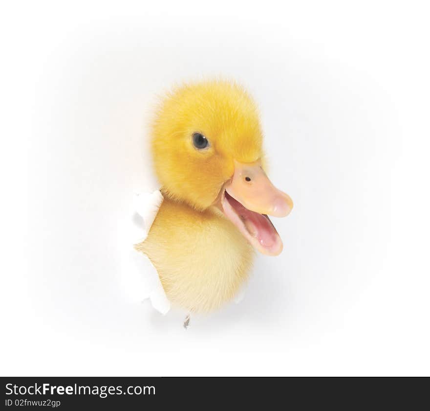 The duckling who looks out in an aperture in a paper