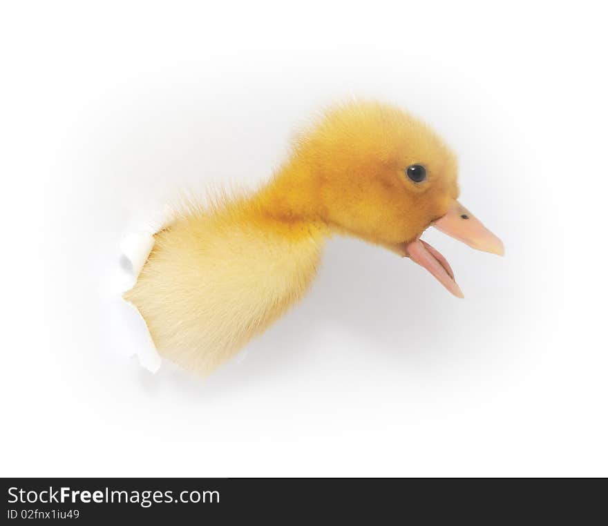 The duckling who looks out in an aperture in a paper