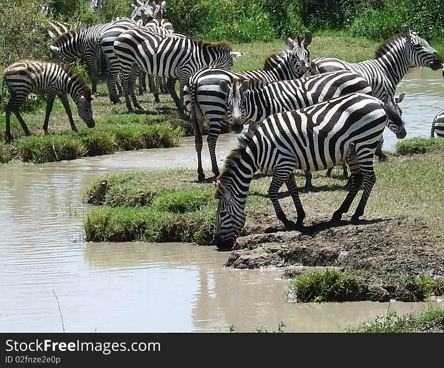 Un gruppo di zebre si dissetano nel parco nazionale del Serengeti