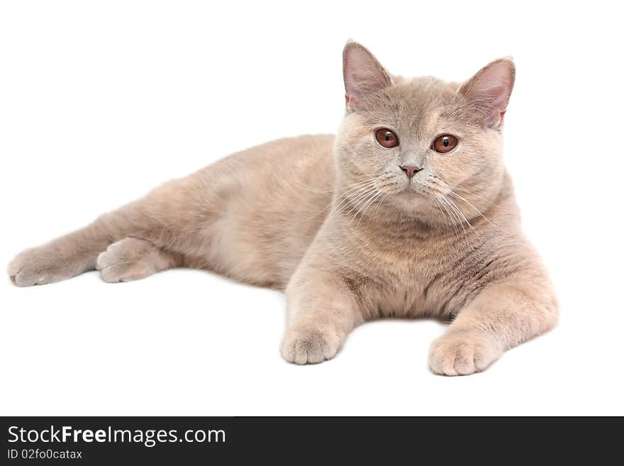 British Cream Shorthair cat