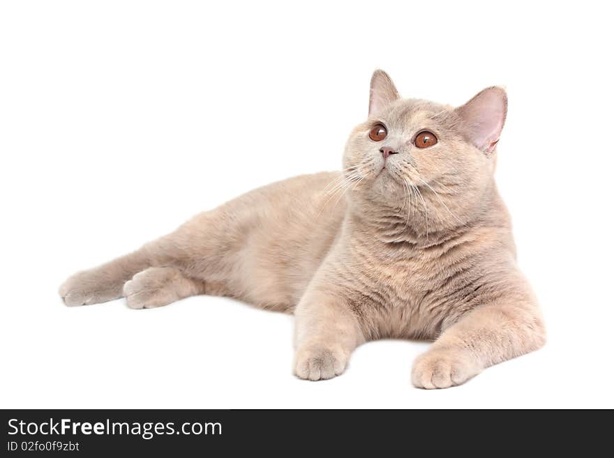 British Cream Shorthair Cat