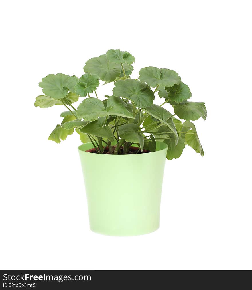 Geranium in a green pot, isolated on white