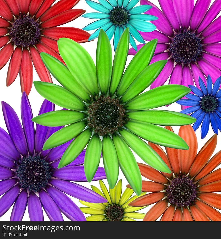 Colored daisies on a white background. Colored daisies on a white background