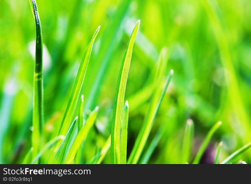 Macro shot of green grass leaves in the summer