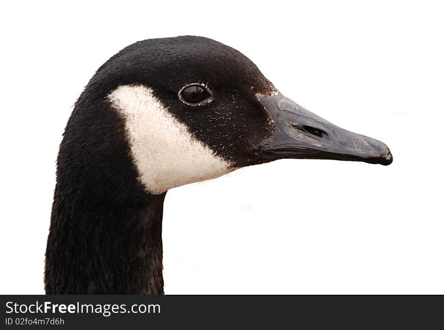 Canada goose head isolated