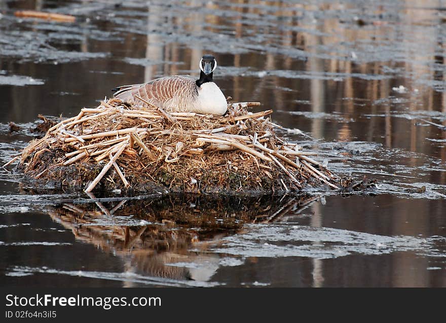 Mother Canada Goose On Nest In Pond