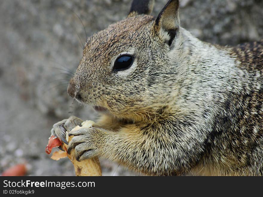 A Squirrel eating a peanut