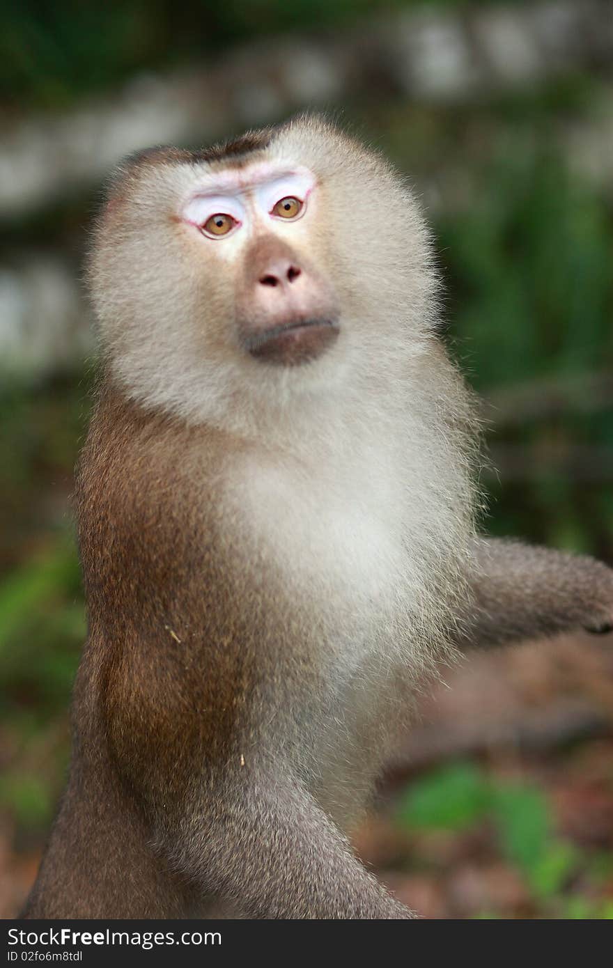 An image of a monkey