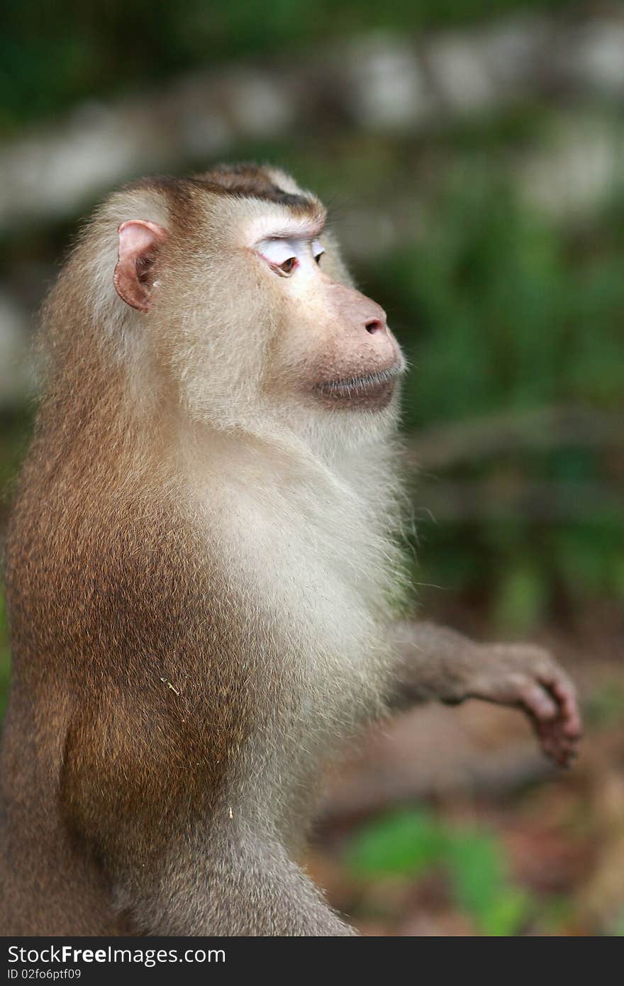 An image of a monkey