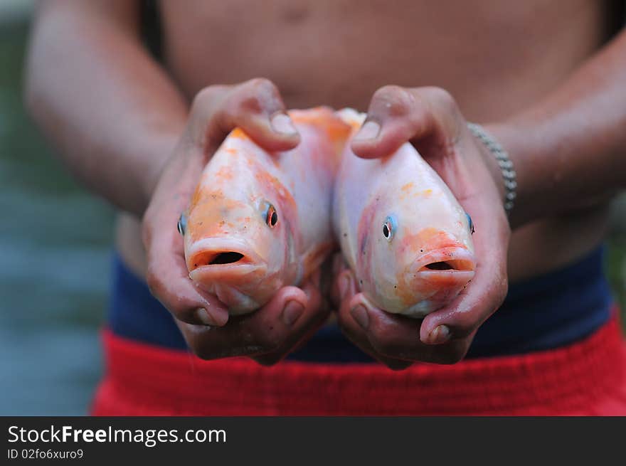 Two fishes in hands of the fisherman