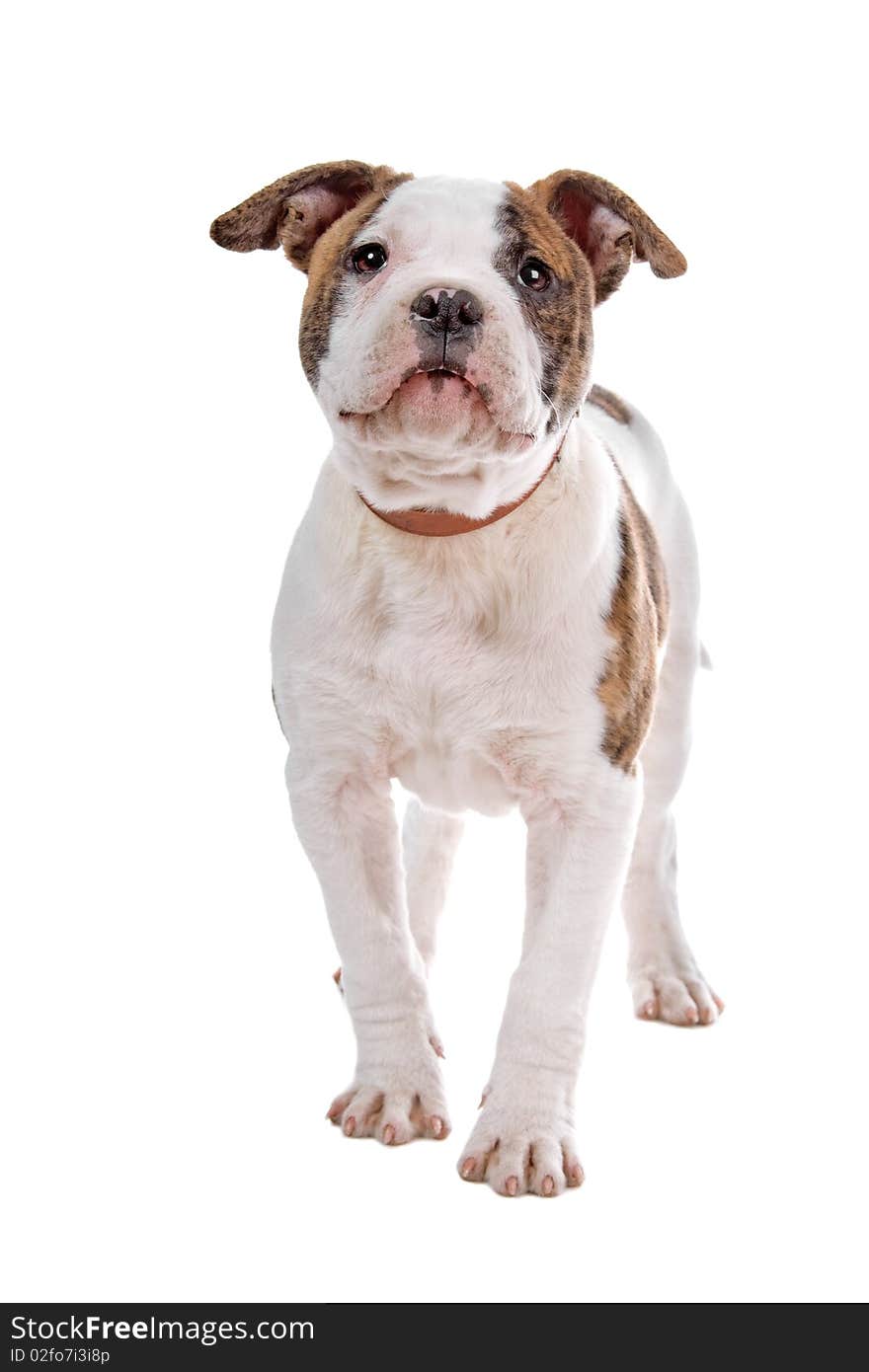 American bulldog puppy isolated on a white background