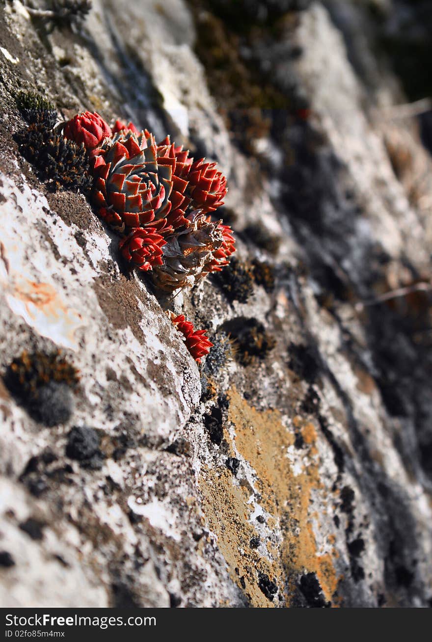 Small plant on the cliff. Small plant on the cliff